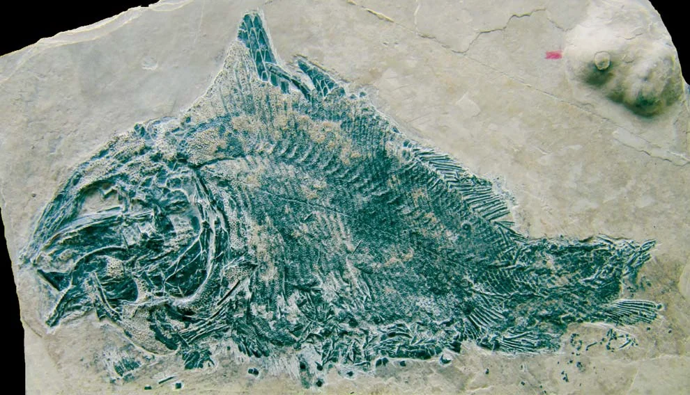 Luoxiongichthys hyperdorsalis