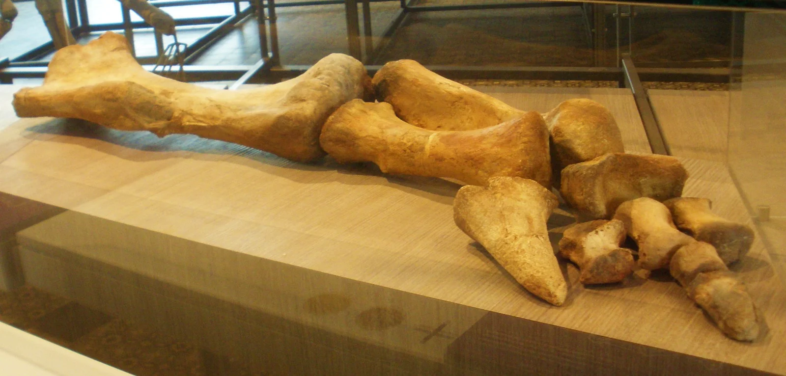Lurdusaurus arenatus