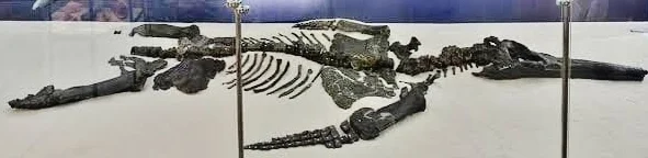 Luskhan itilensis