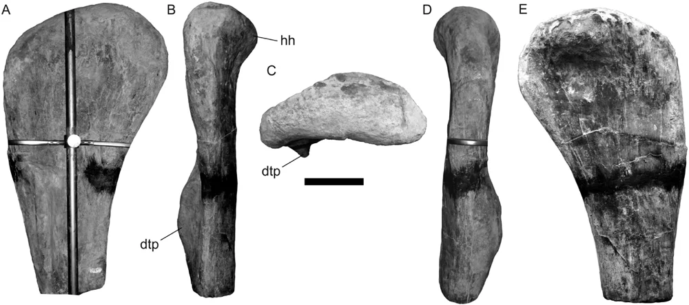 Lusotitan atalaiensis