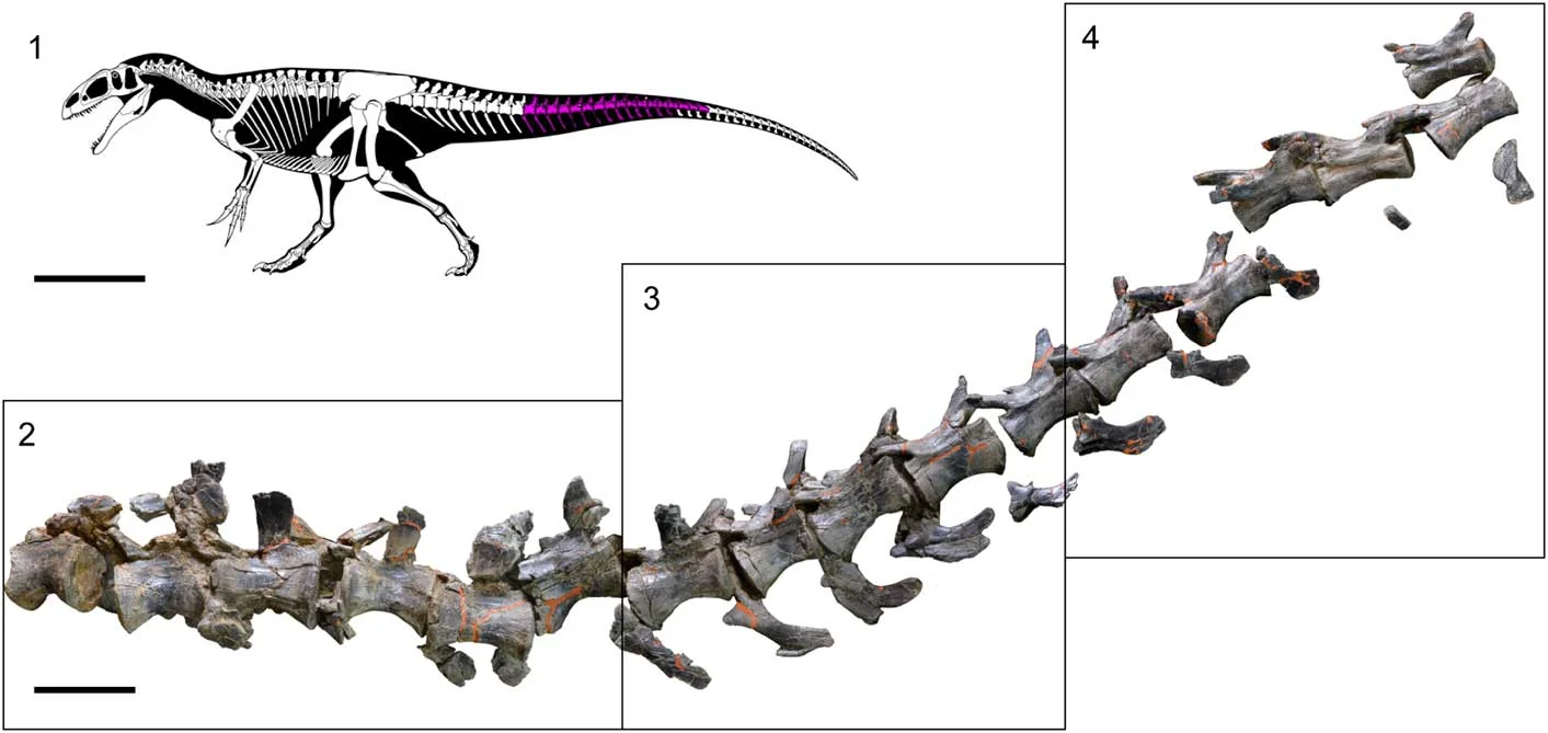 Lusovenator santosi