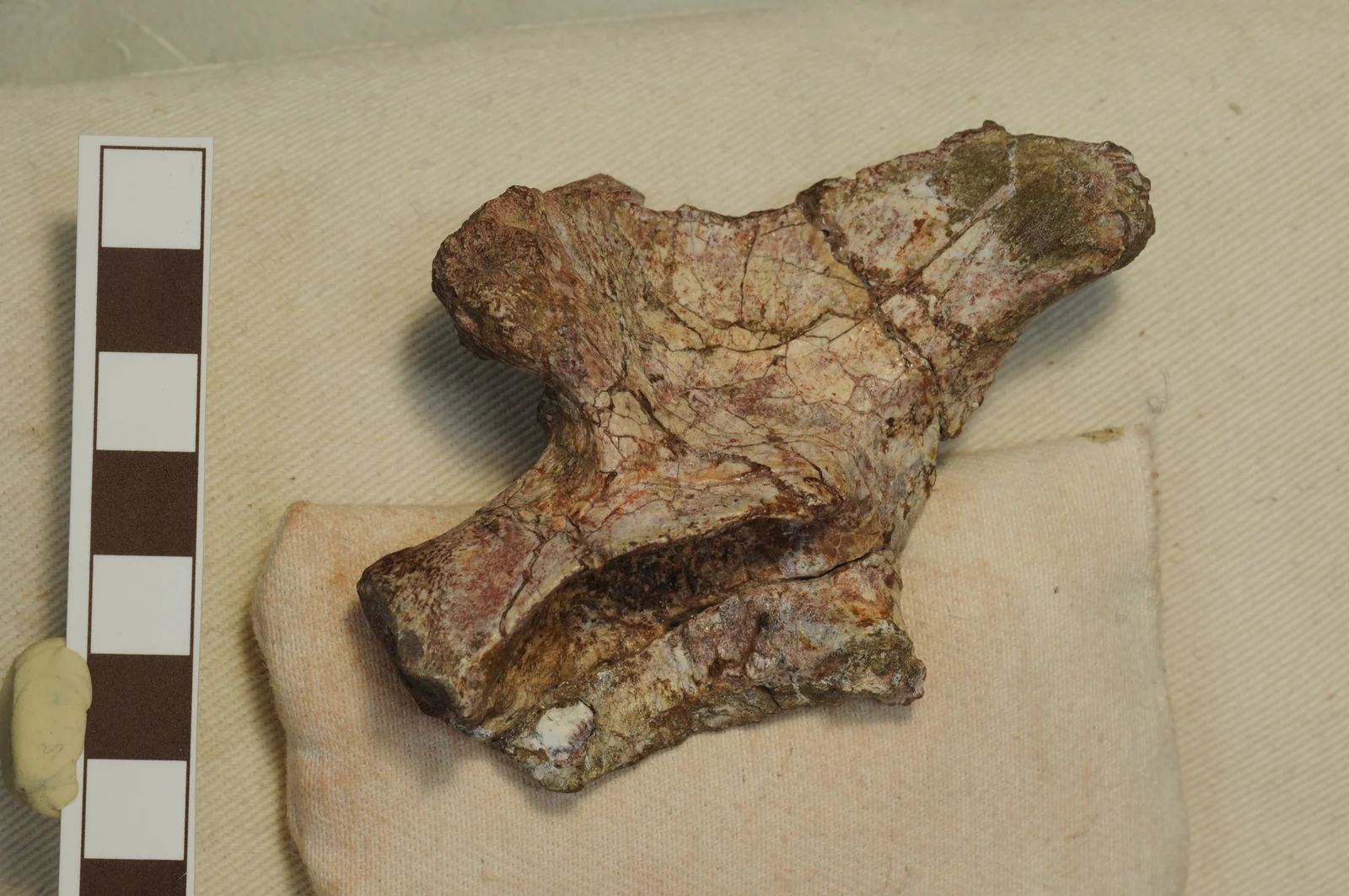 Lutungutali sitwensis