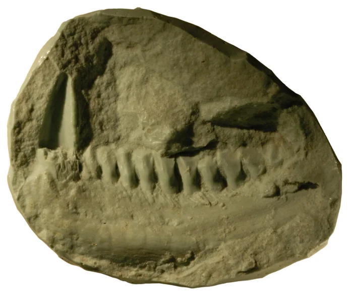 Lycorhinus angustidens