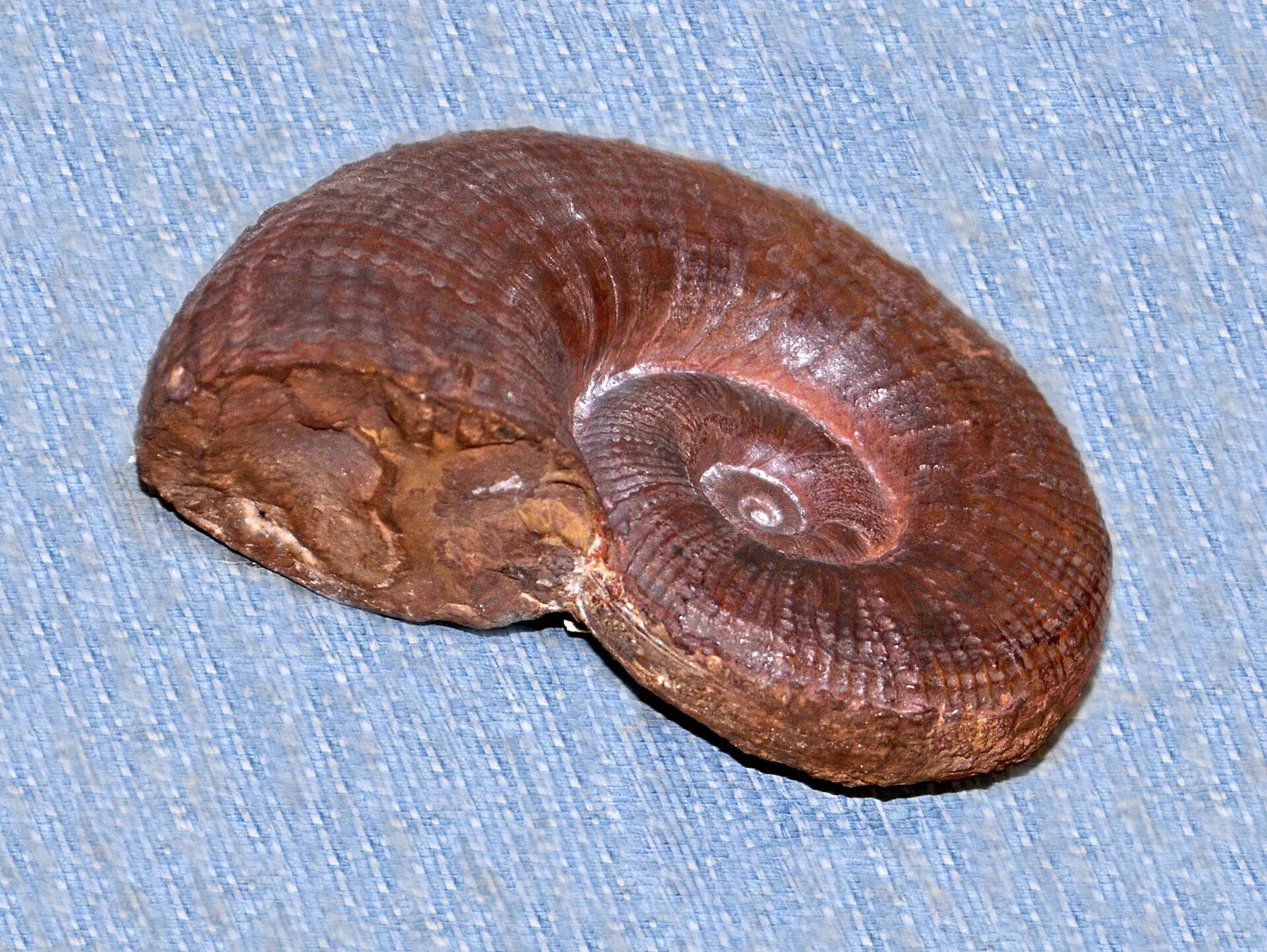 Lytoceras cornucopia