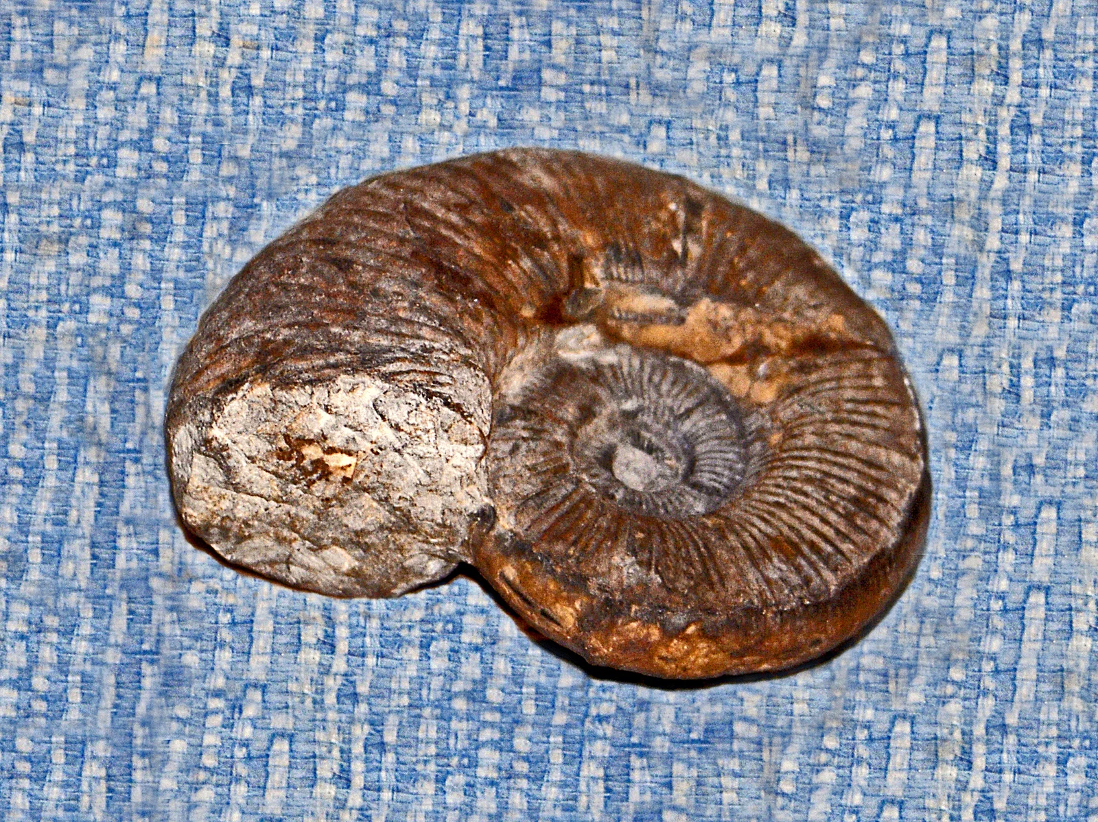 Lytoceras fimbriatum