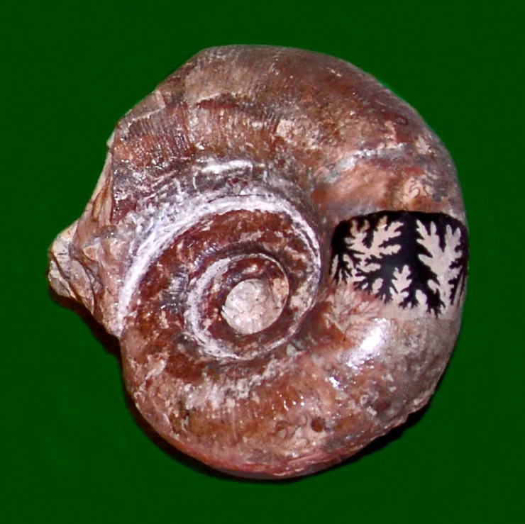 Lytoceras sutile