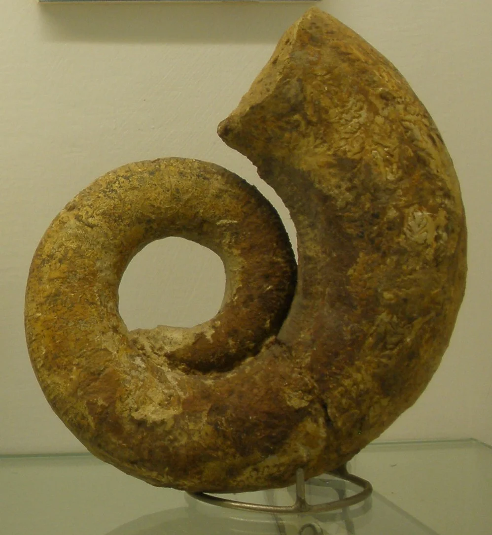 Lytoceras villae