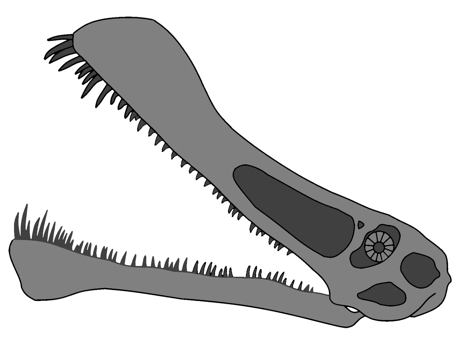Maaradactylus kellneri