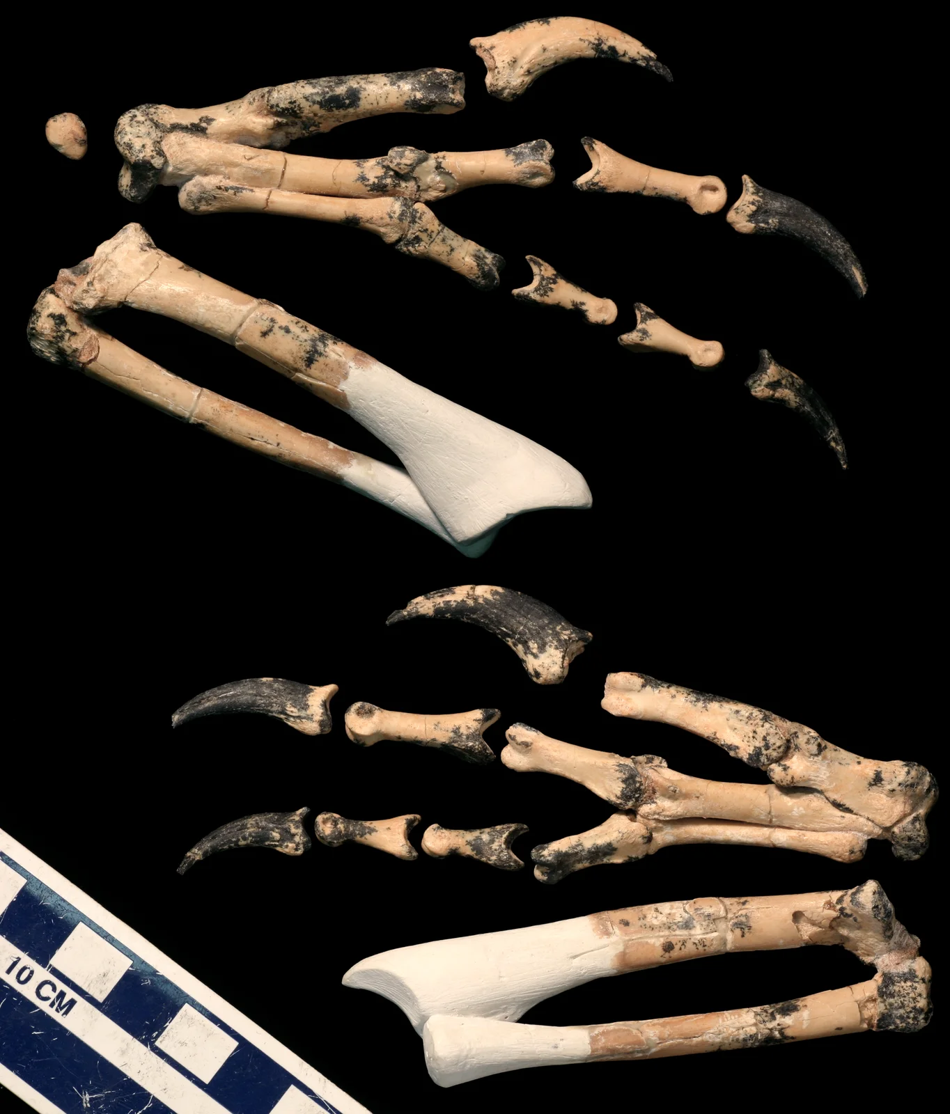 Machairasaurus leptonychus