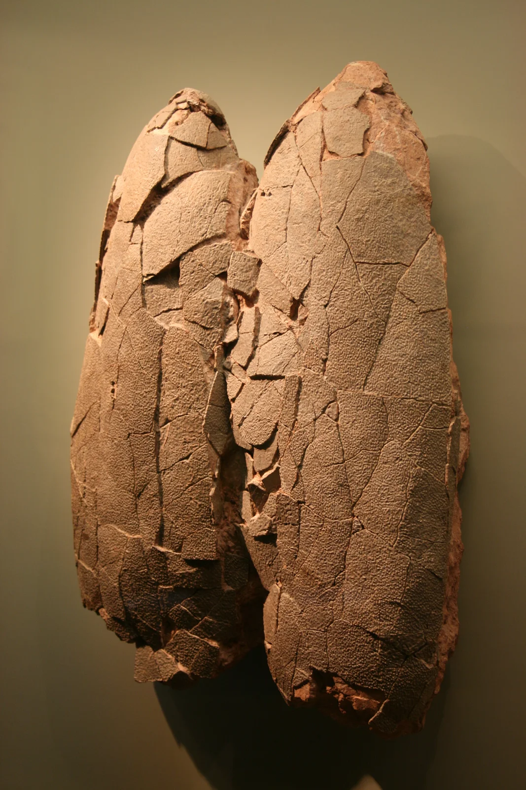 Macroelongatoolithus carlylei