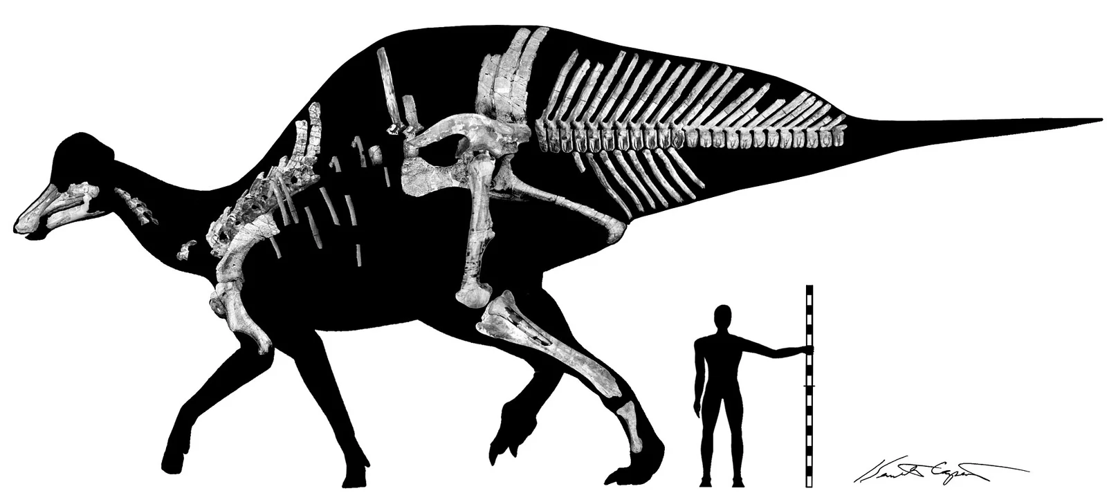 Magnapaulia laticaudus