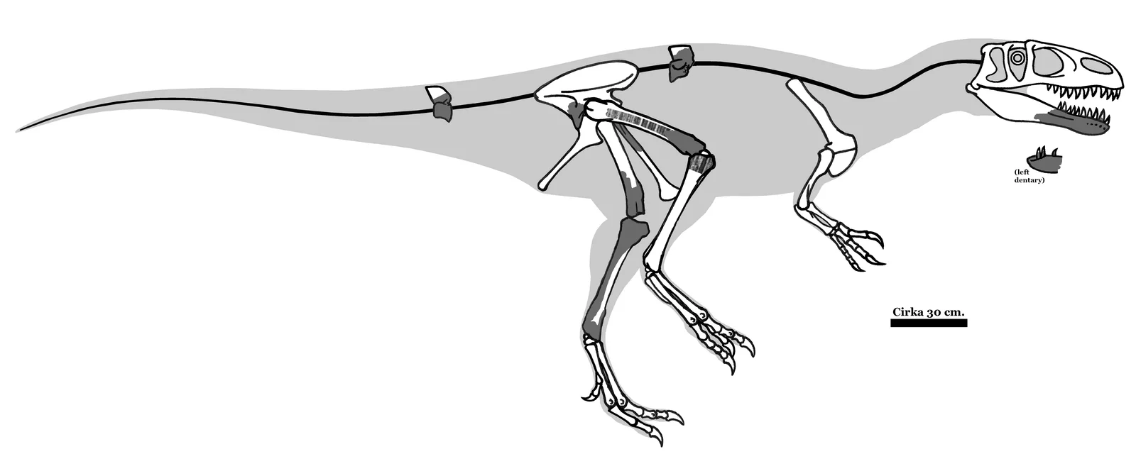 Magnosaurus nethercombensis