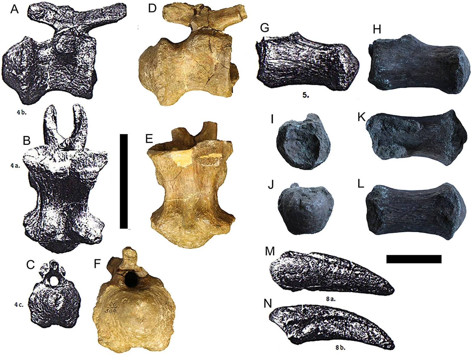 Magyarosaurus dacus