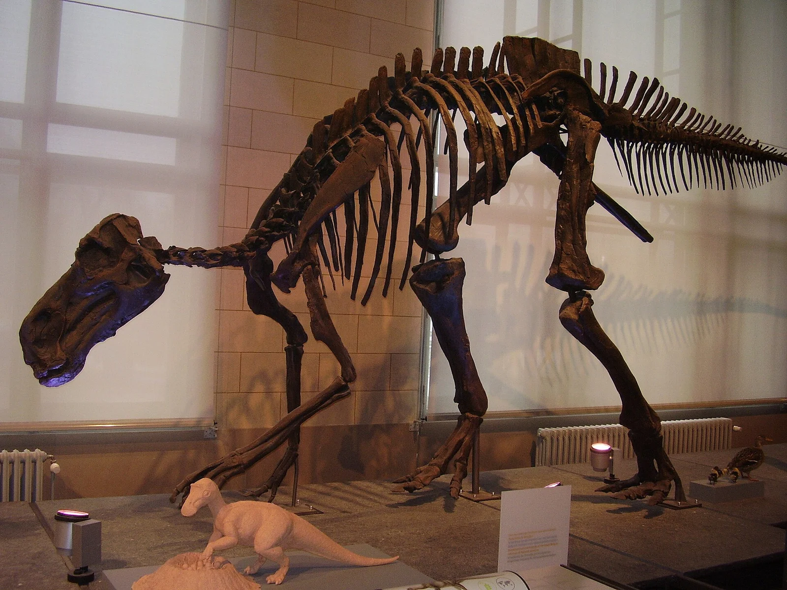 Maiasaura peeblesorum