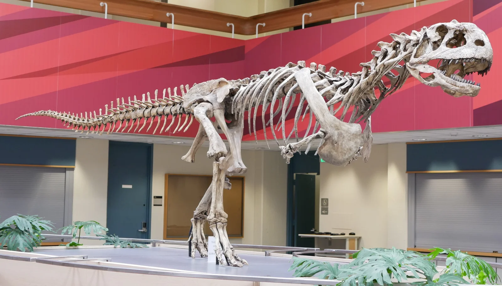 Majungasaurus crenatissimus