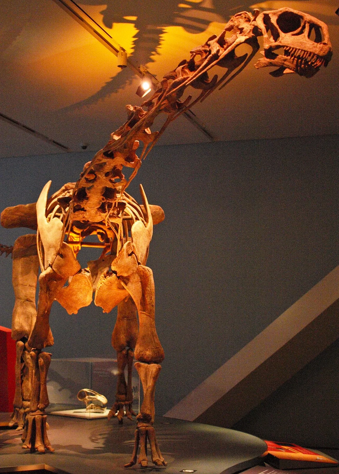 Malawisaurus dixeyi