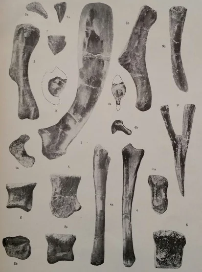 Mandschurosaurus amurensis