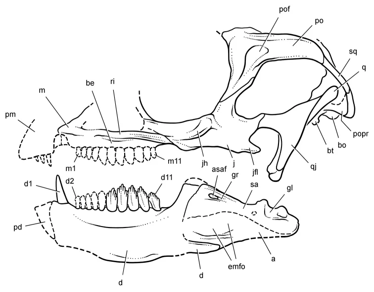 Manidens condorensis