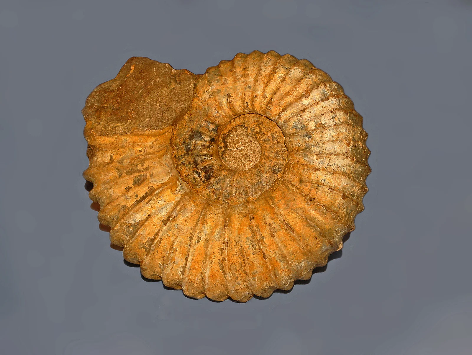 Mantelliceras mantelli