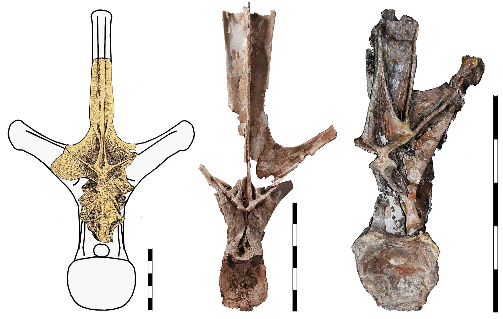 Maraapunisaurus fragillimus