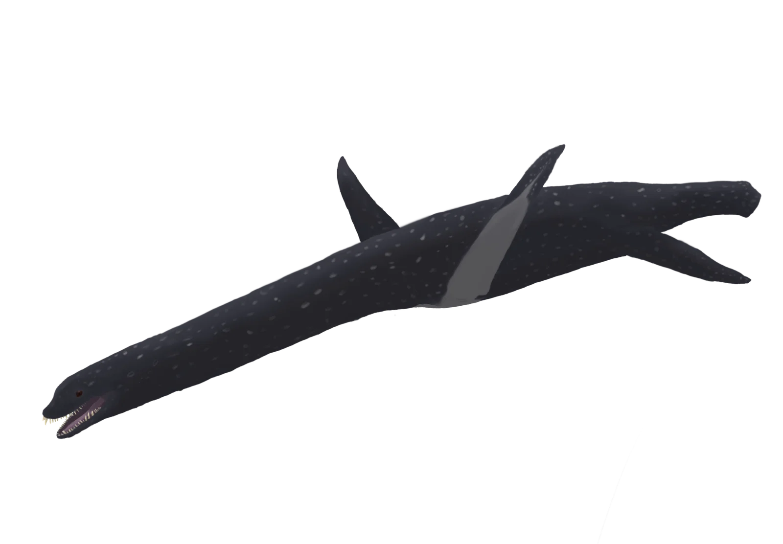 Marambionectes molinai