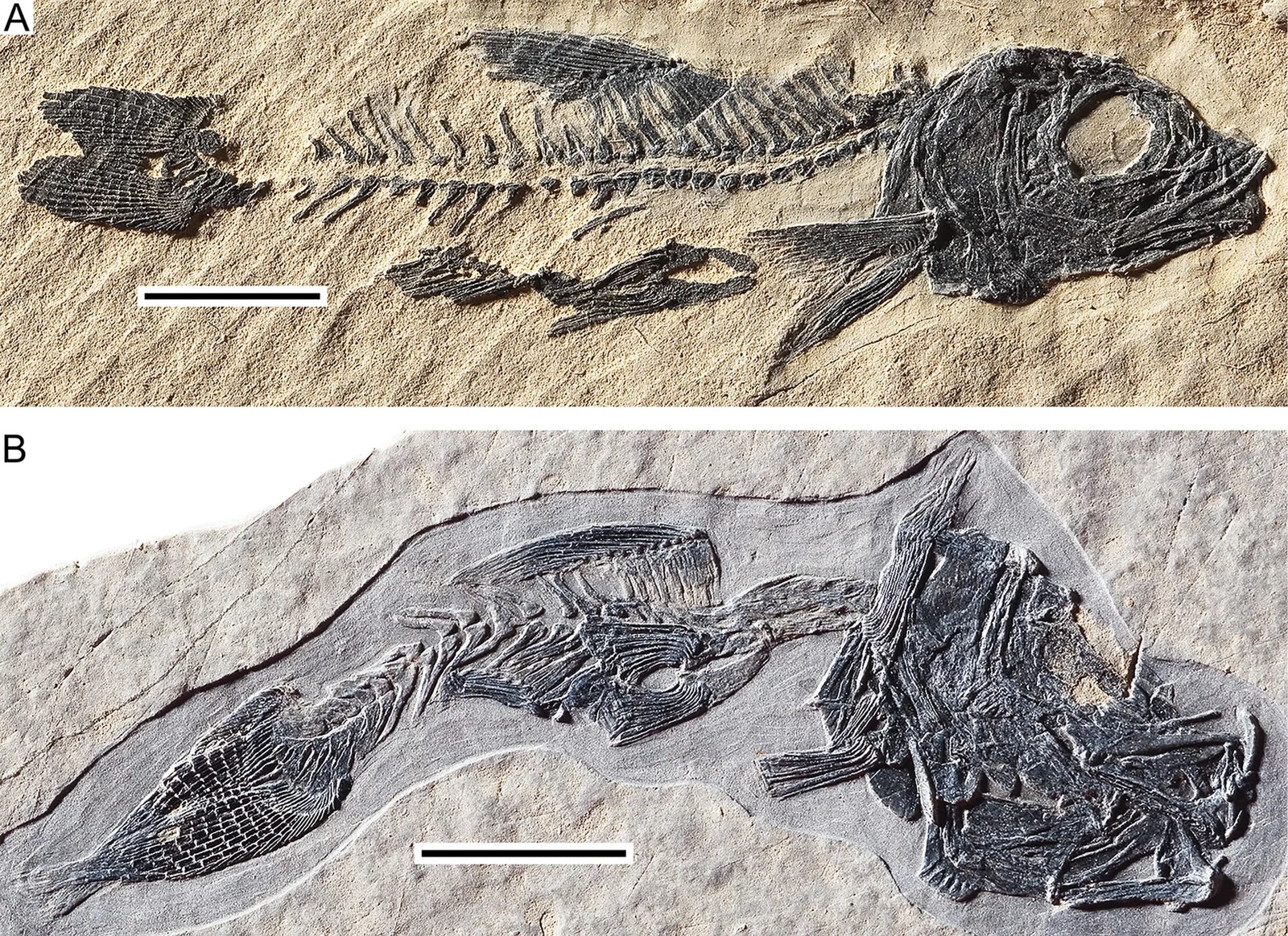 Marcopoloichthys mirigioliensis