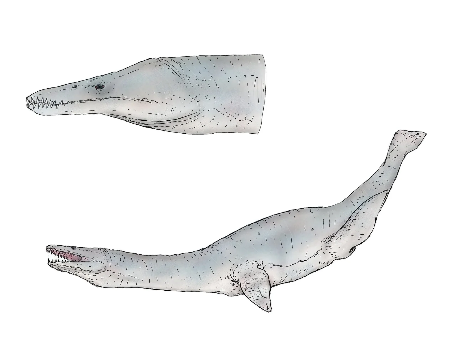 Maresaurus coccai