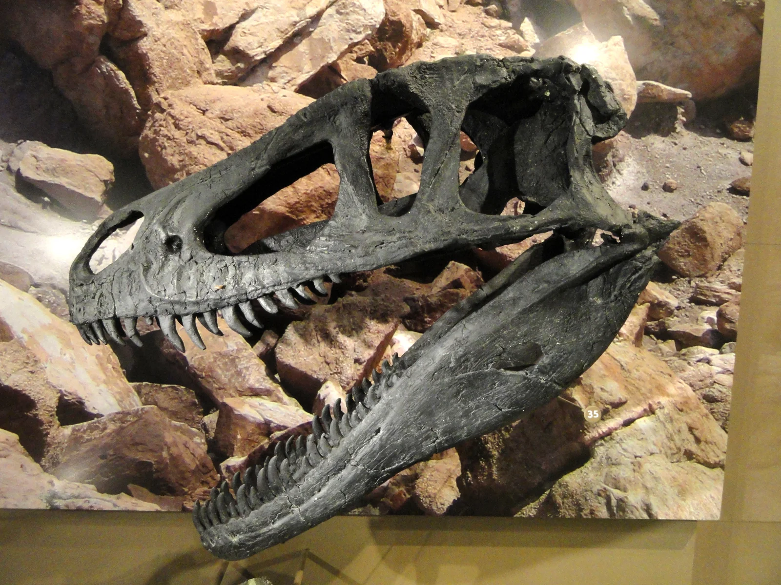 Marshosaurus bicentesimus