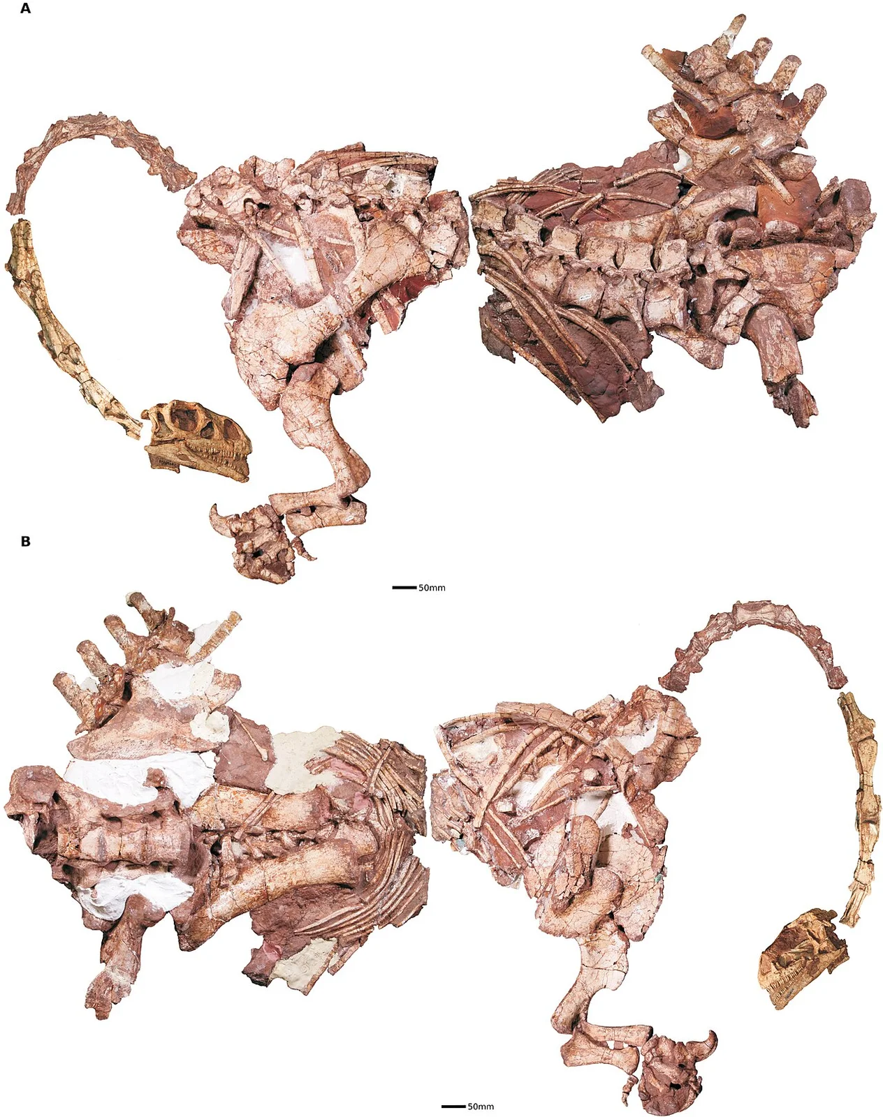 Massospondylus kaalae