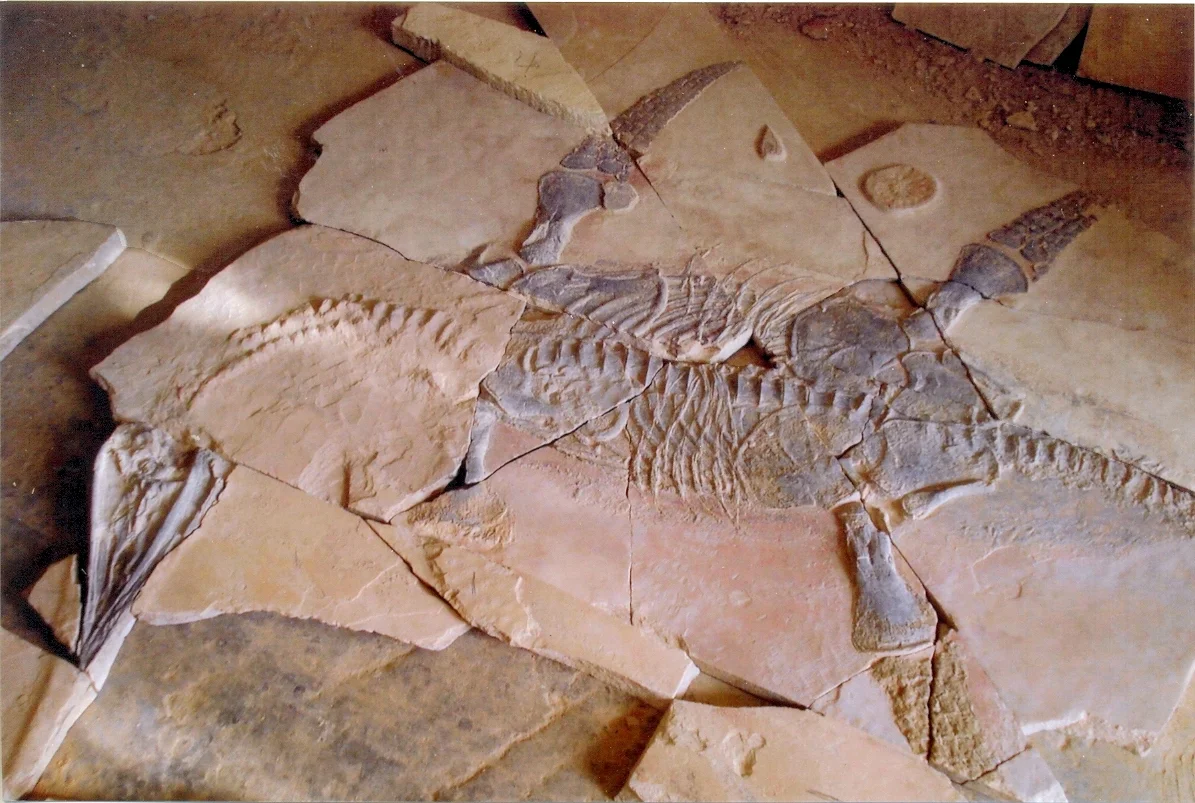 Mauriciosaurus fernandezi