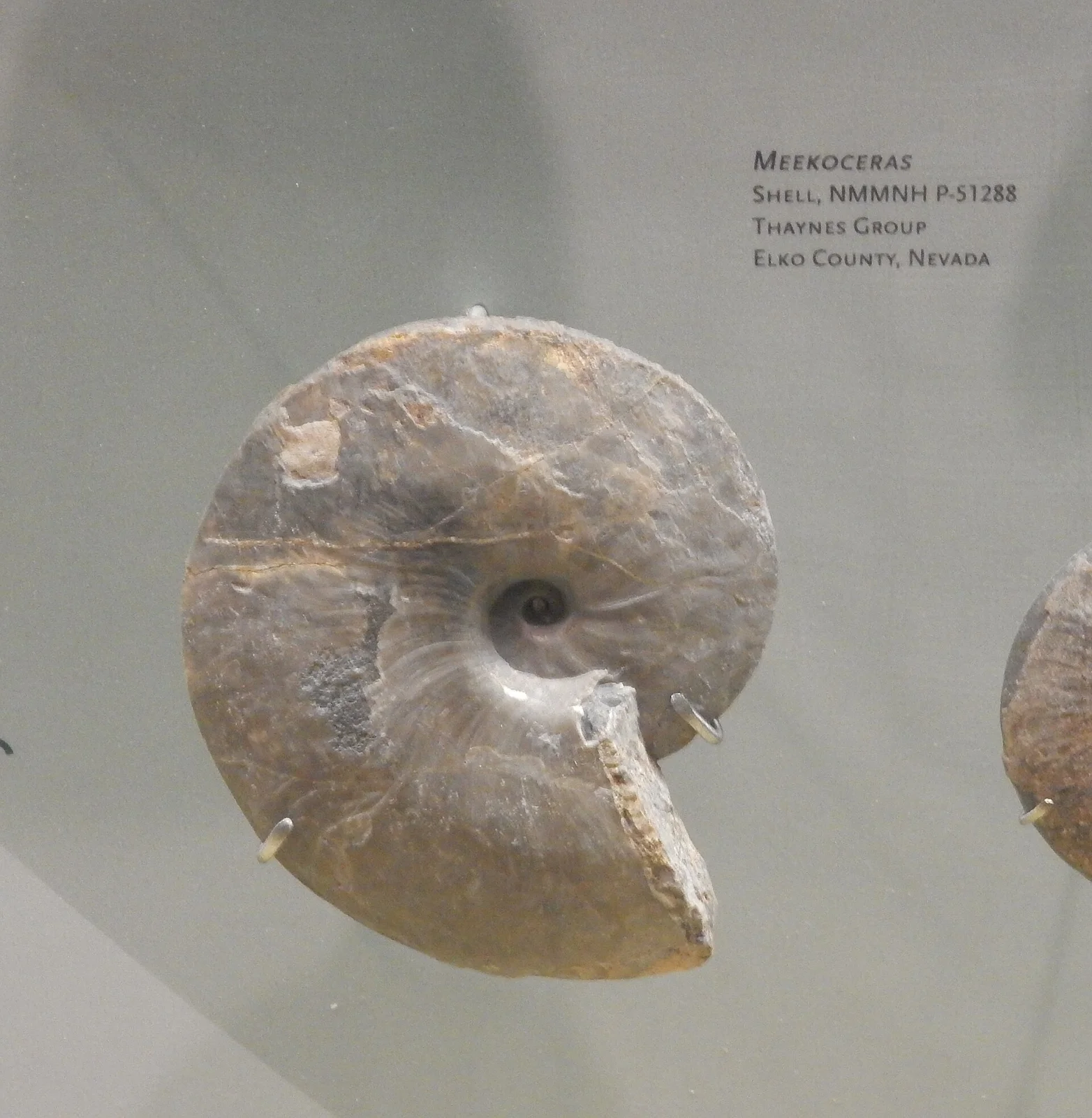 Meekoceras gracilitatis