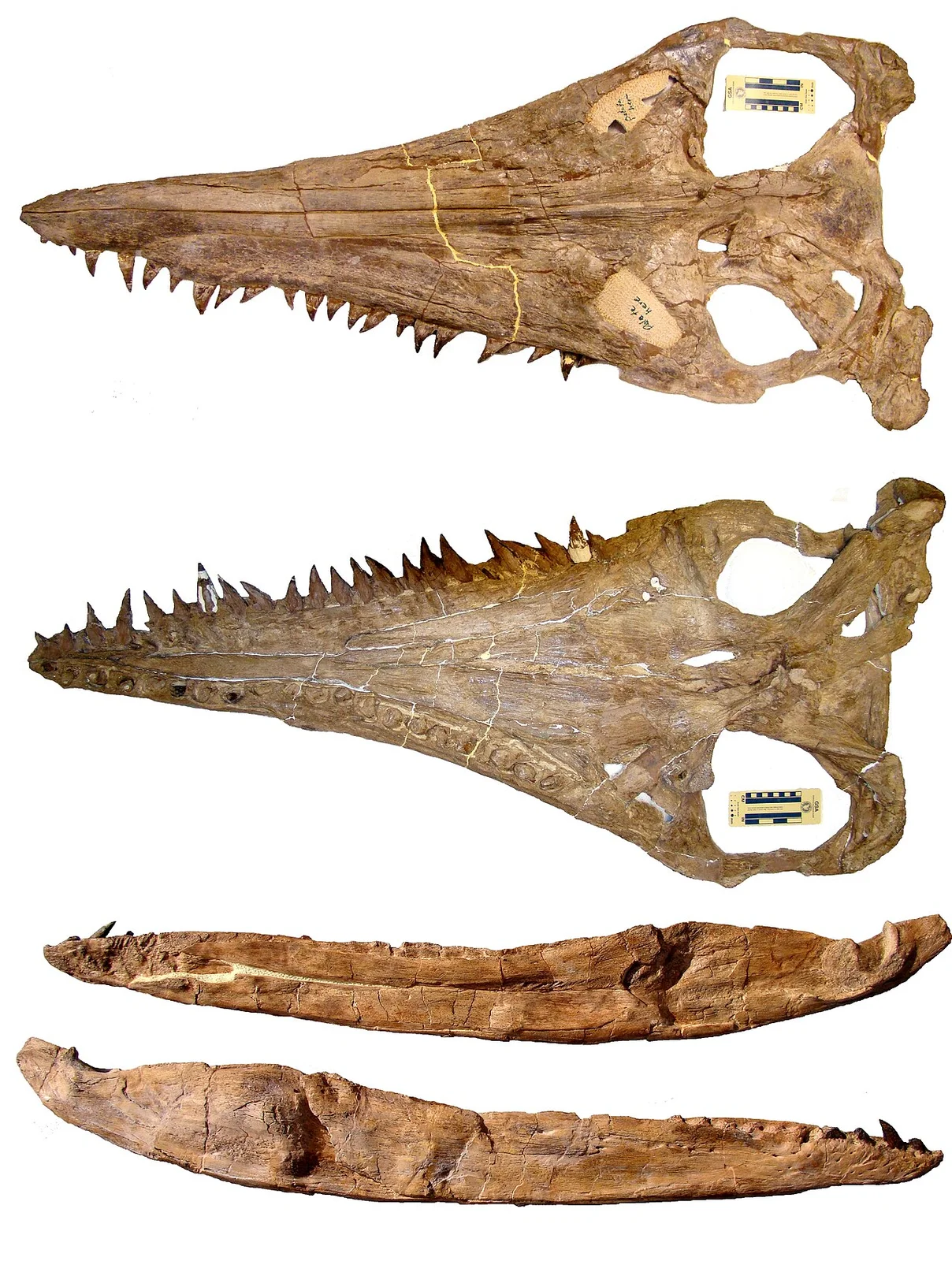 Megacephalosaurus eulerti