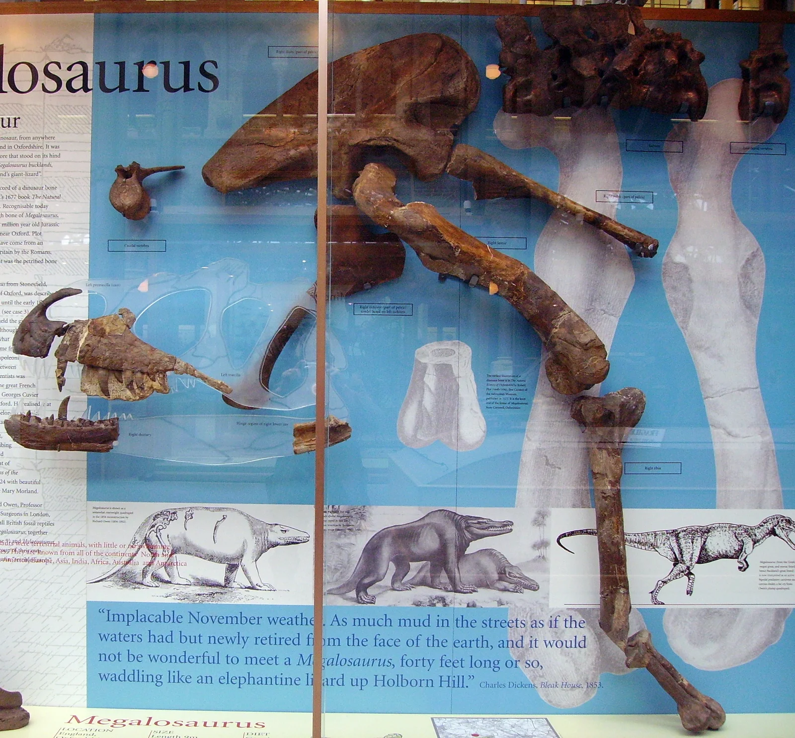 Megalosaurus bucklandii