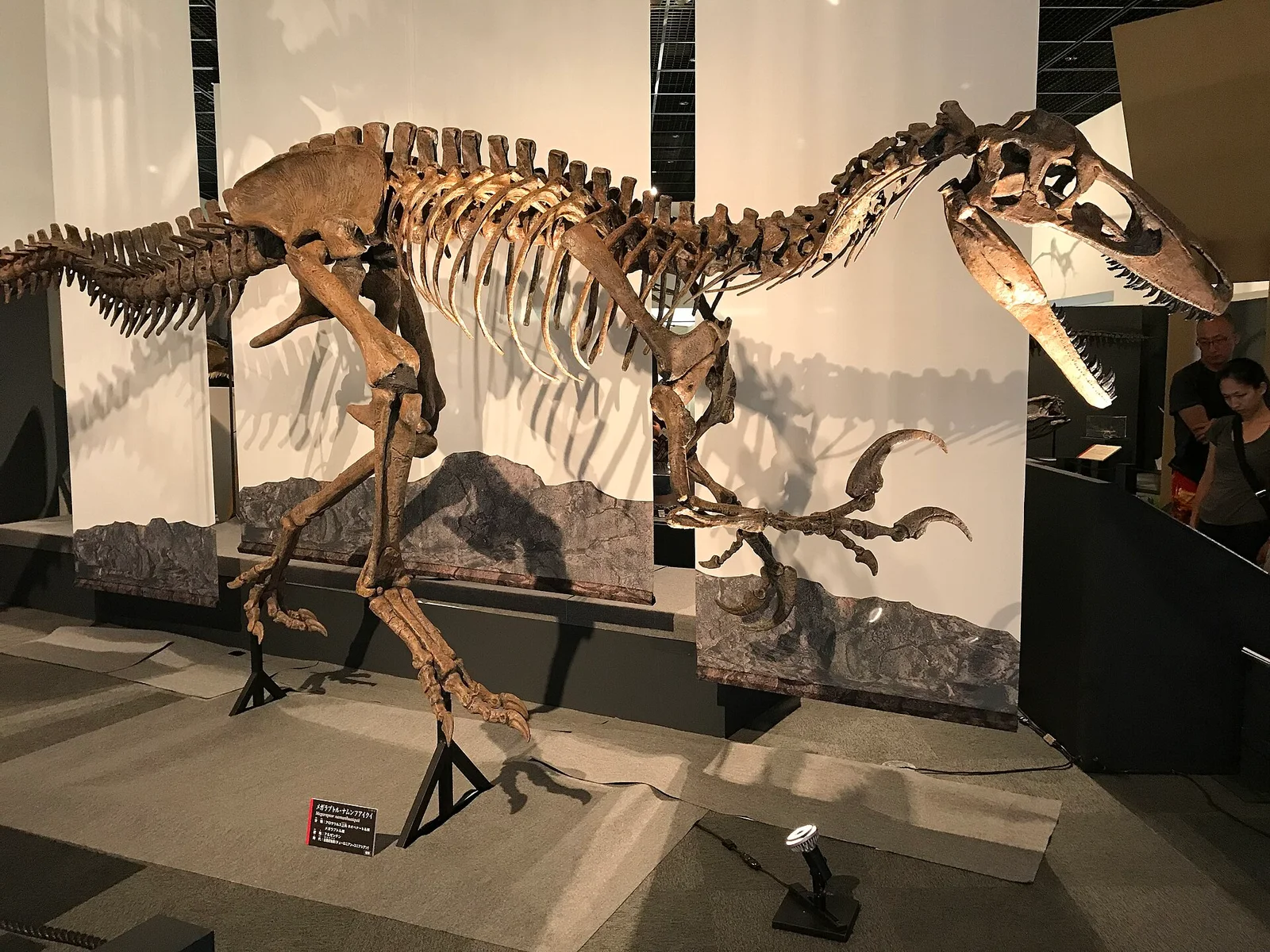 Megaraptor namunhuaiquii