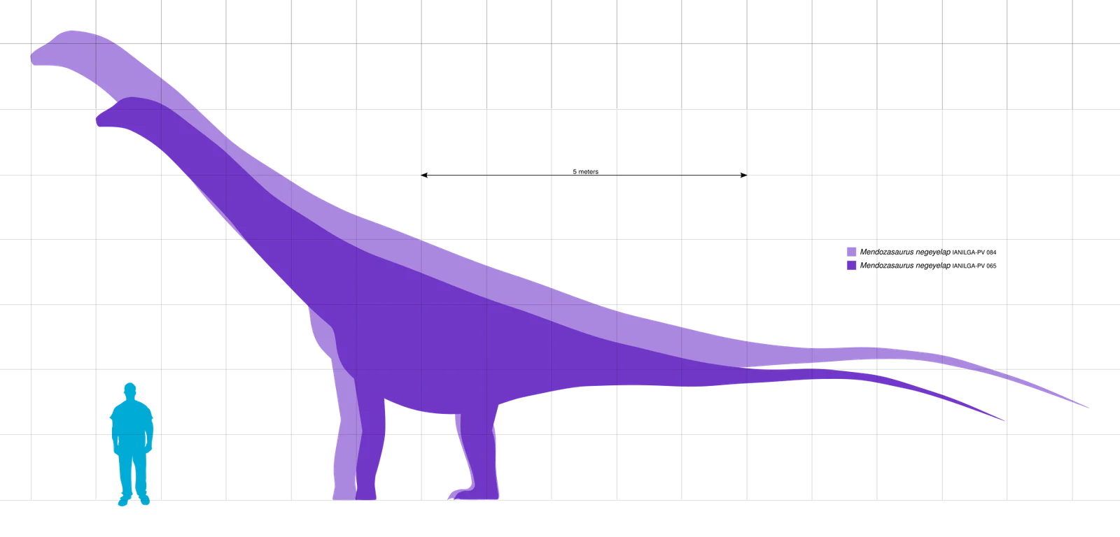 Mendozasaurus neguyelap