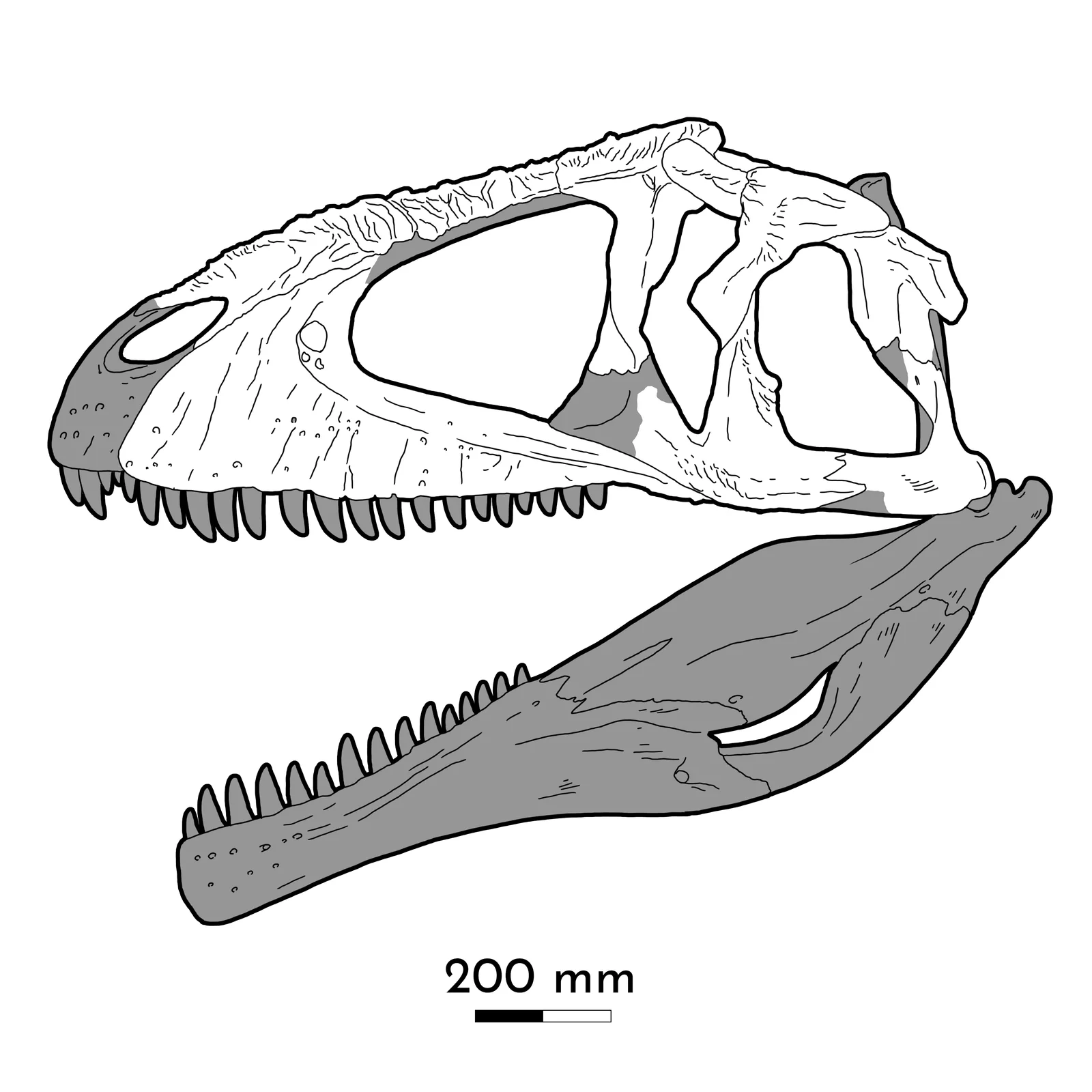 Meraxes gigas