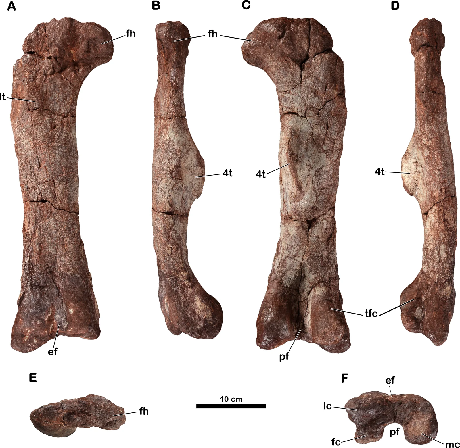 Meroktenos thabanensis