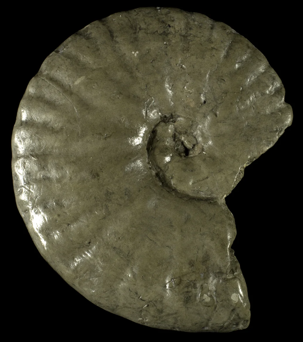 Metoicoceras geslinianum