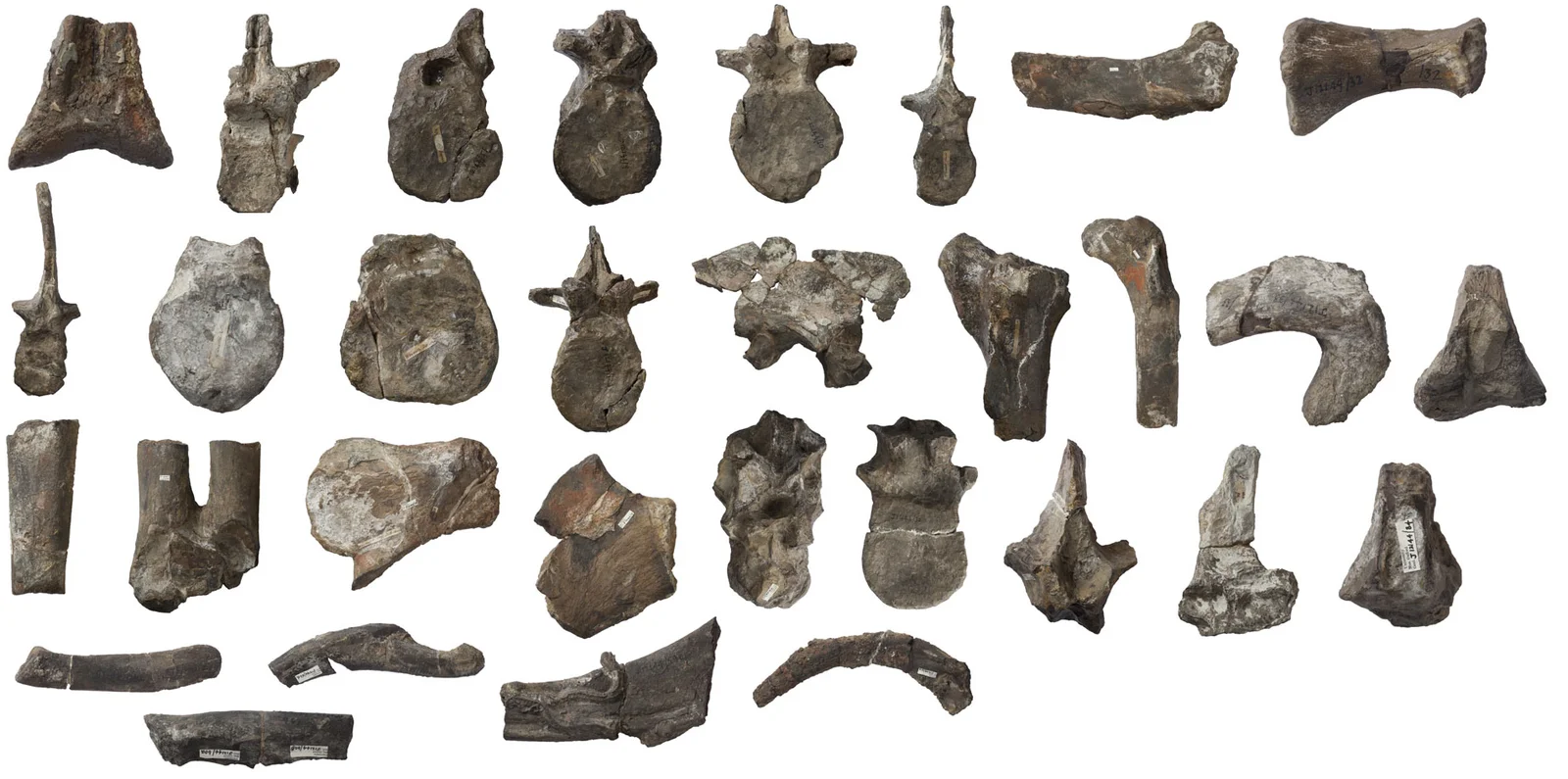 Metriacanthosaurus parkeri