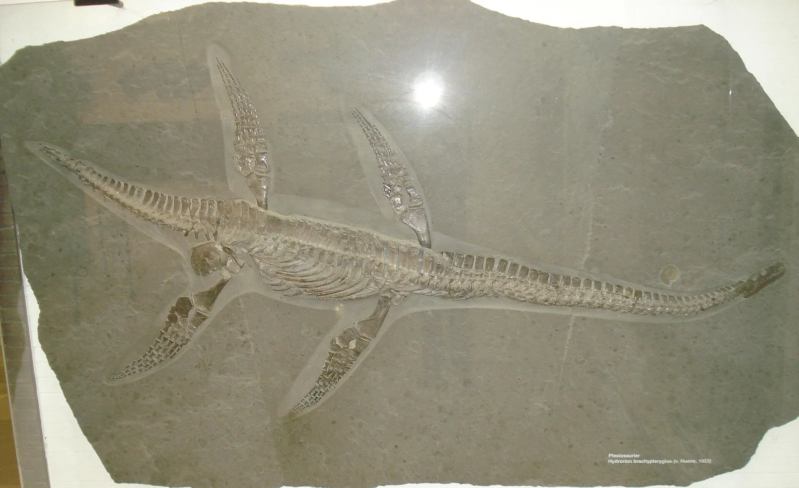 Microcleidus brachypterygius