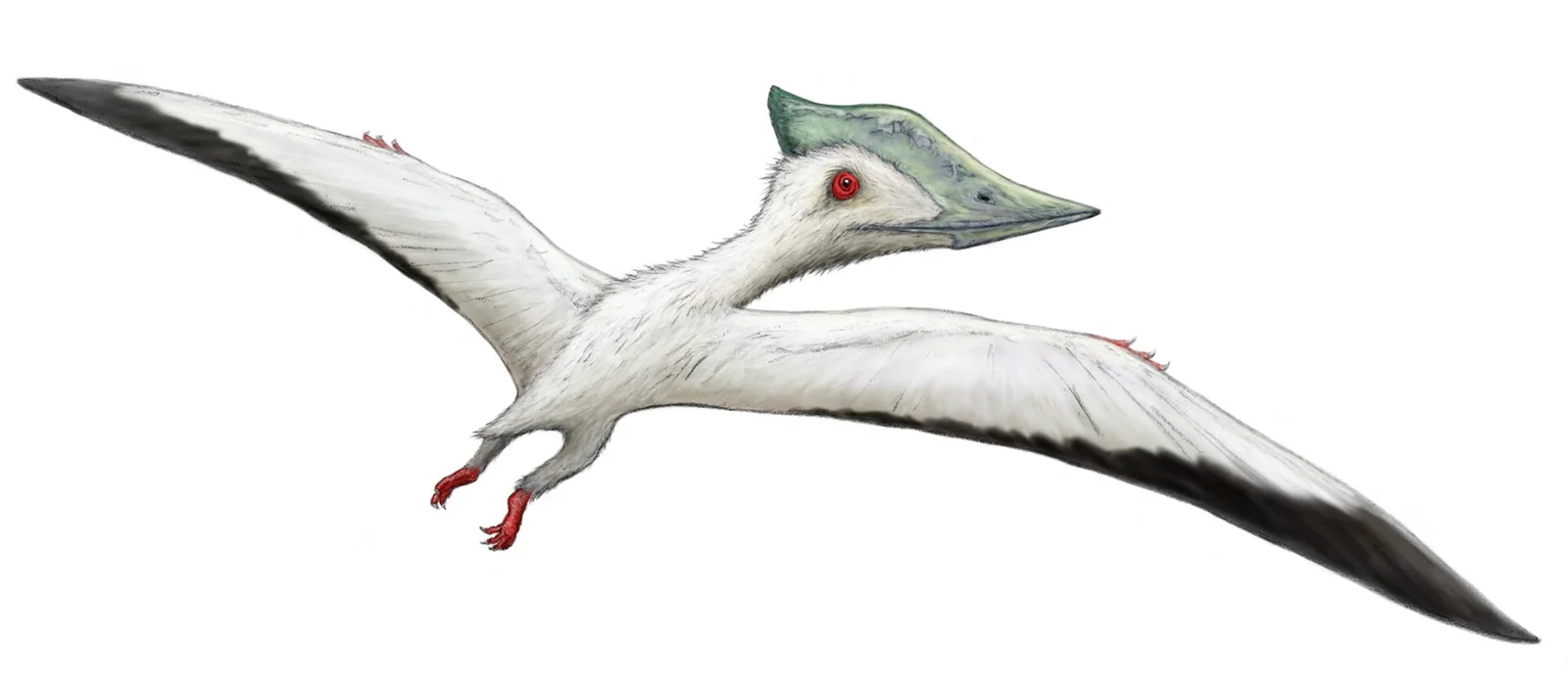 Microtuban altivolans