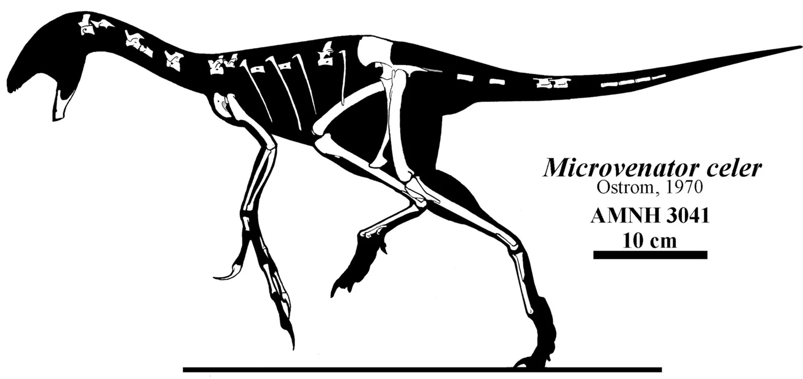 Microvenator celer