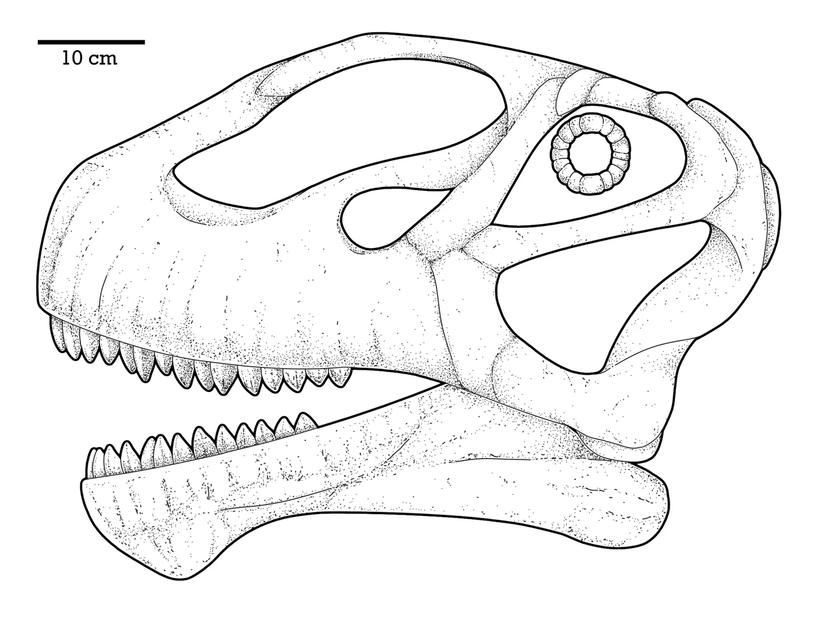 Mierasaurus bobyoungi