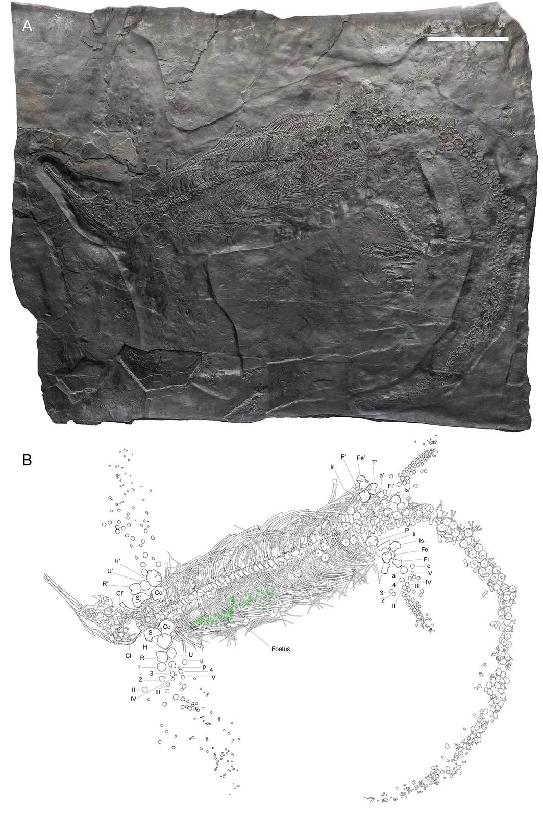 Mikadocephalus gracilirostris