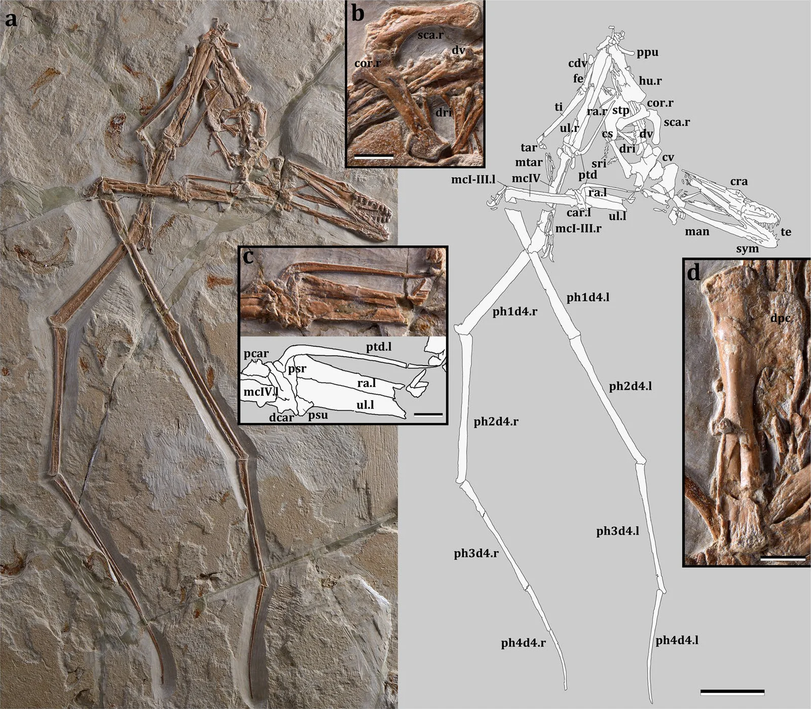Mimodactylus libanensis
