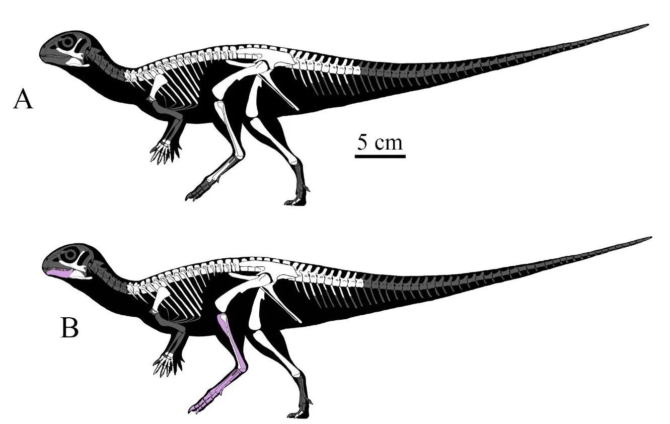 Minimocursor phunoiensis