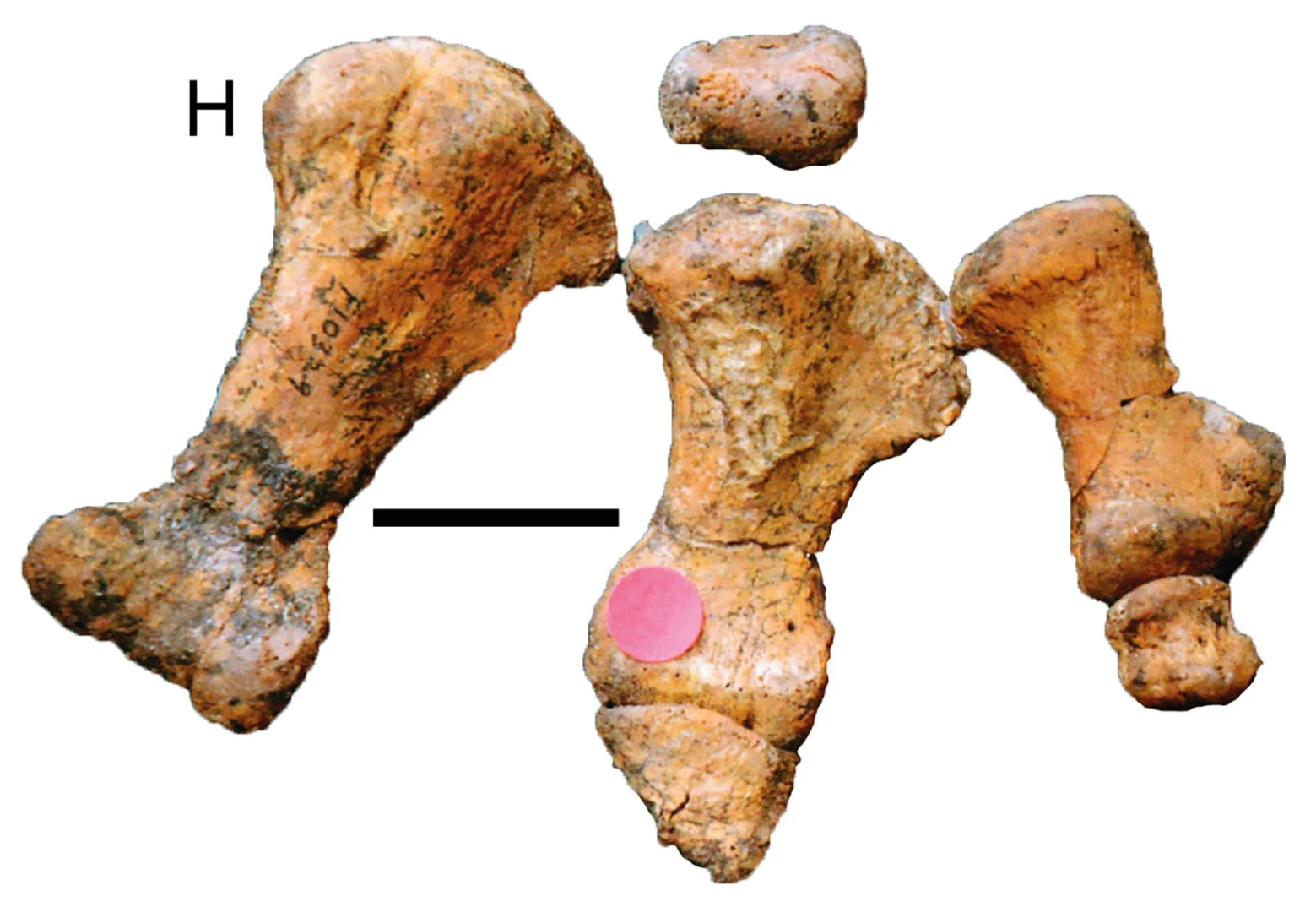 Minmi paravertebrata