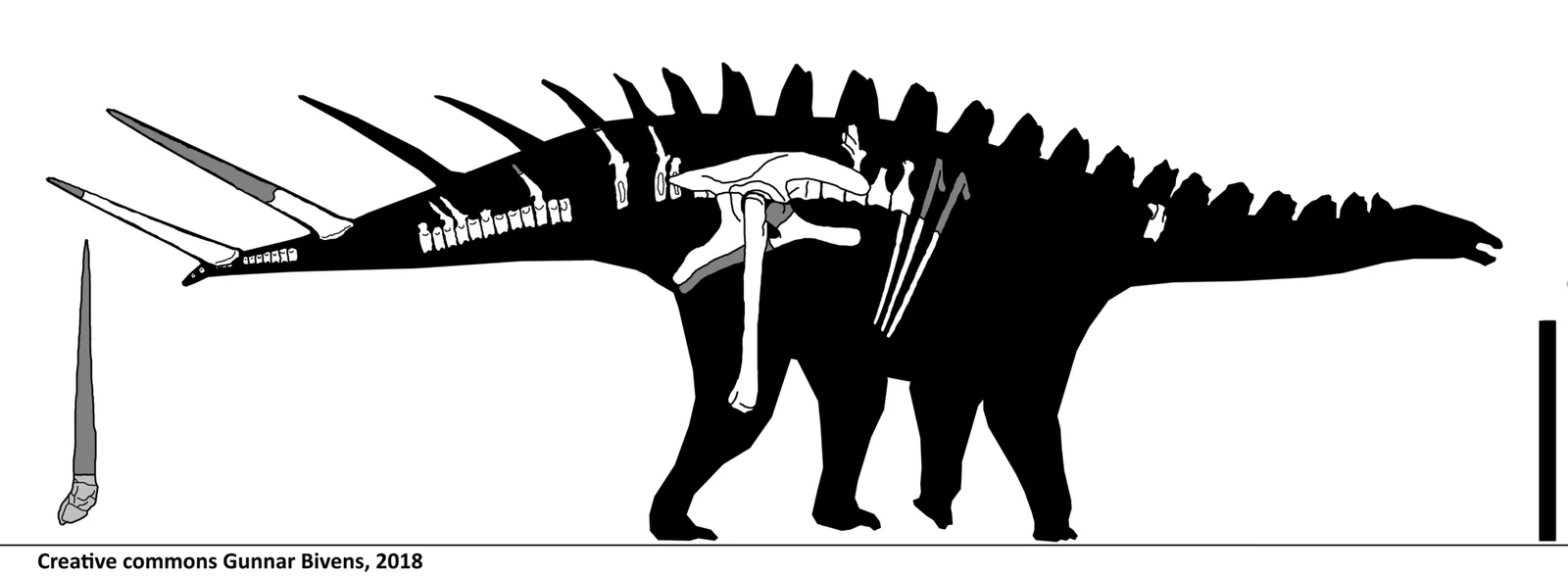Miragaia longispinus