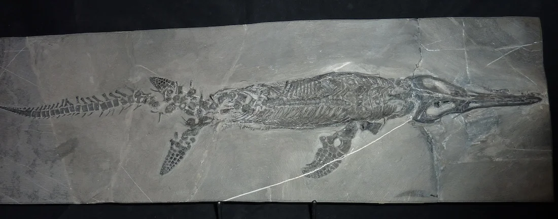 Mixosaurus luxiensis