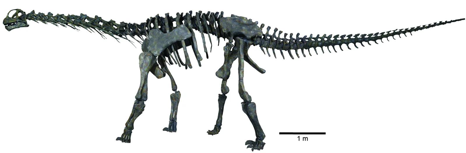 Moabosaurus utahensis